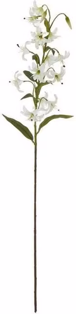Lemon Pavilion Turks Cap Lily Spray Single Stem Flower in Green and White, Height: 82 cm