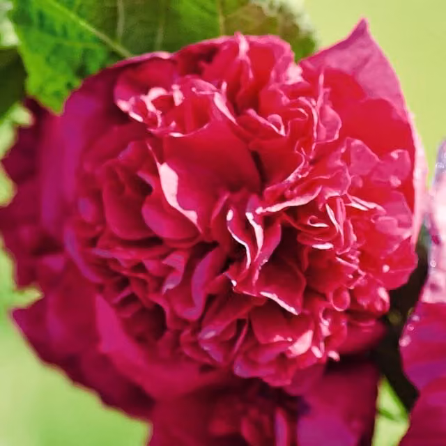 Thompson & Morgan Mixed Colour Hollyhock Chaters Double Perennial Garden Ready Plants, Pack of 15