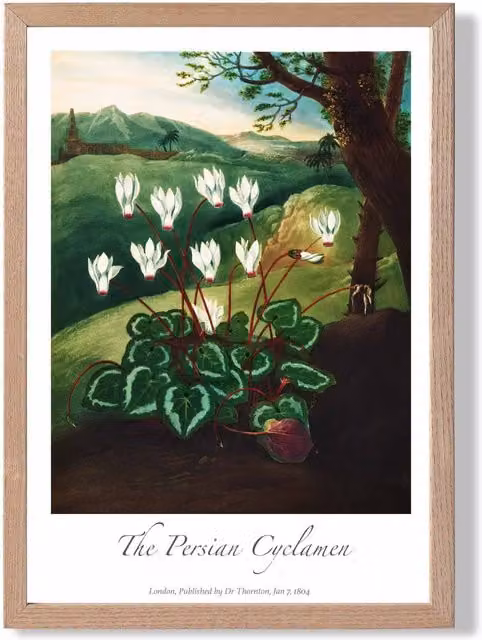 ARTZE Vintage Floral Cyclamen Flowers Framed Print in Green and White with Oak Frame – 1