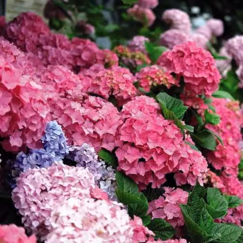 Thompson and Morgan Hydrangea macrophylla Early Pink Hardy Ornamental Shrub, 9cm Pot – 2