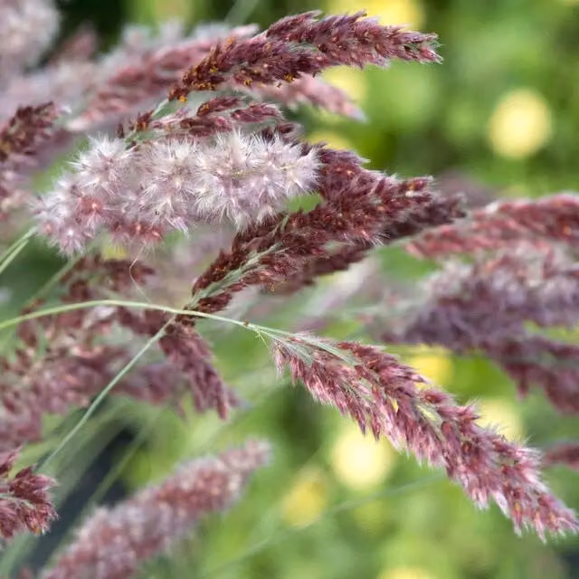 Marshalls Garden Ornamental Grass Melinis Karoo Queen Seed Red and Pink