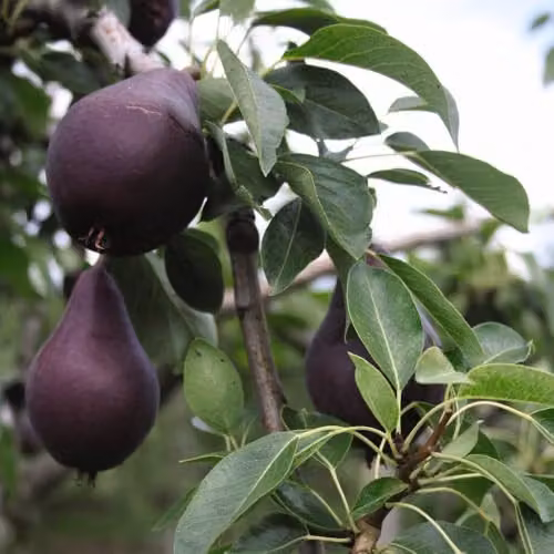 Thompson & Morgan Red William Pear Tree, Red-Skinned Sweet Fruit, Partially Self-Fertile, 4.5 Litre Pot – 2