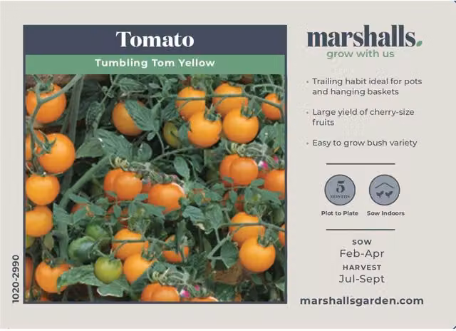 Marshalls Tumbling Tom Yellow Cherry Tomato Seeds, Trailing Bush Variety, 10g