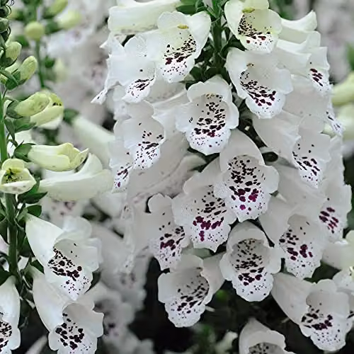 Thompson and Morgan Digitalis Dalmatian Mix Foxglove Hardy Perennial Garden Plants, 3 x 9cm Pots – 6