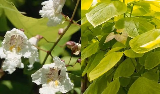 Direct Plants Catalpa Aurea Golden Indian Bean Tree Ornamental Plant