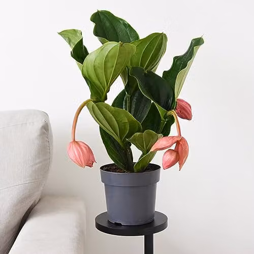 Thompson and Morgan Medinilla Magnifica Flamenco Flowering Indoor Tropical Plant with 17cm Pot, Pink