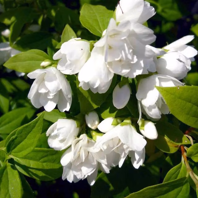 Direct Plants Philadelphus Mantaue Hermoine Mock Orange White Ornamental Garden Shrub