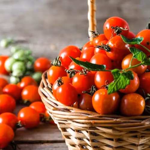 Thompson & Morgan Tomato Consuelo F1 Crimson Cherry Seeds, Blight-Resistant Early Cropping Variety – 1