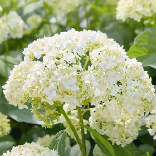 Thompson & Morgan Hydrangea Arborescens Annabelle White Ornamental Shrub, 3 x 12L Pots – 4