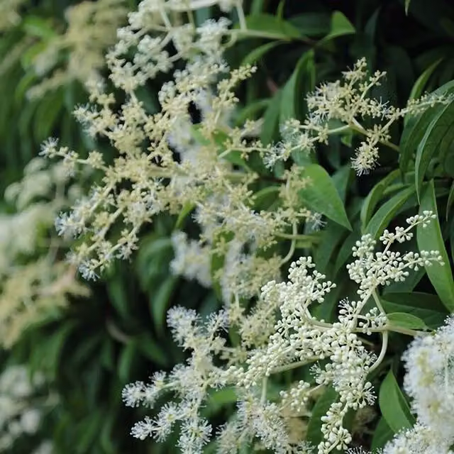 Plant Theory Pileostegia White Climbing Plant, Green
