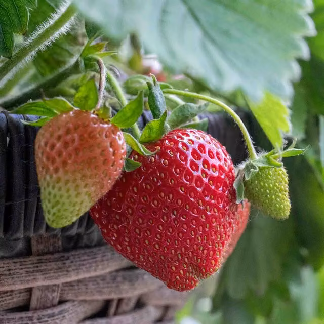 Unwins Grandian F1 Red Strawberry Seeds