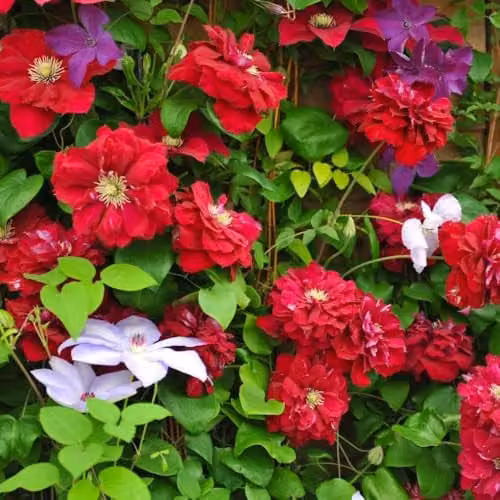 Thompson and Morgan Clematis Charmaine Red Climbing Plant, 3 Litre Pot