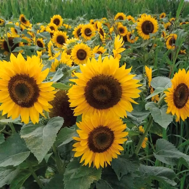 Unwins Pradera Gold Sunflower Seeds, Yellow