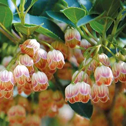 Thompson & Morgan Enkianthus Campanulatus Hardy Perennial Flowering Ornamental Shrub, 3 Litre Pot – 1