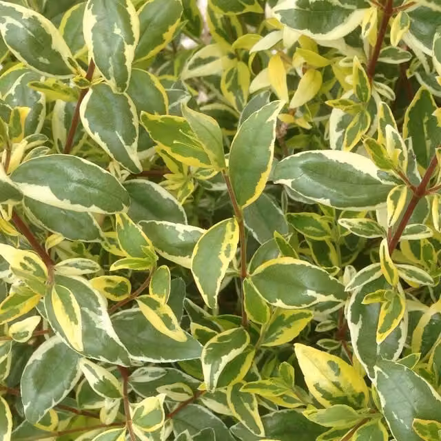 Marshalls Garden Abelia Radiance Ornamental Shrub, Green, Cream, Red and White
