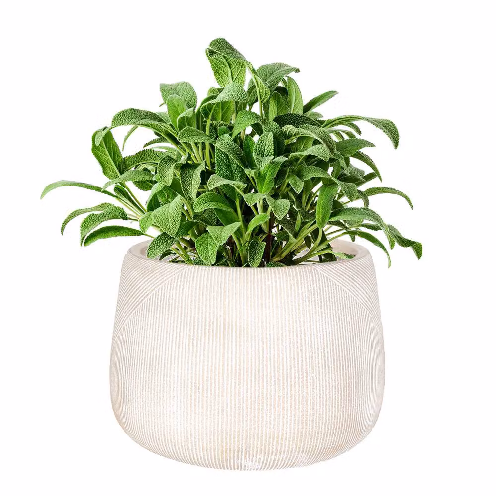 Dibor Small Symmetry Stripe Beige Fibre Clay Indoor Outdoor Garden Planter, H: 20 cm, Dia: 29 cm – 2