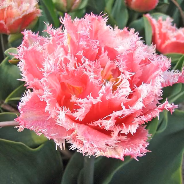 Marshalls Garden Tulip Queensland Pink with Creamy White Edging Flower Bulbs