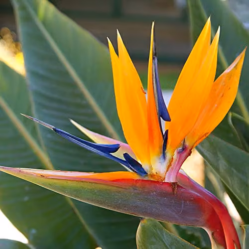 Thompson and Morgan Strelitzia Bird of Paradise Flowering Perennial Plant, 1 x 9cm Pot – 2