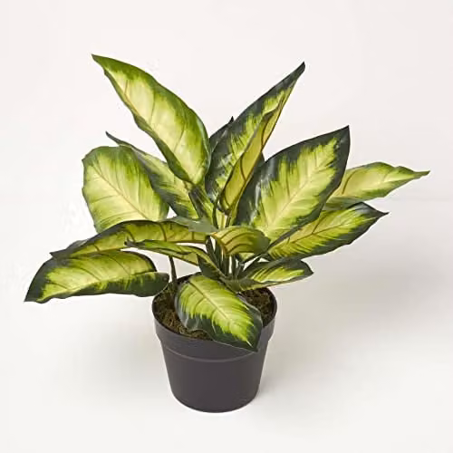 Homescapes Green Artificial Dieffenbachia Dumb Cane Plant in a Black Pot, Height: 50 cm – 1