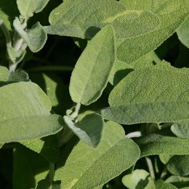 Primrose Salvia Officinalis Common Sage Perennial Herb Garden Plant, Green, 9cm Pot