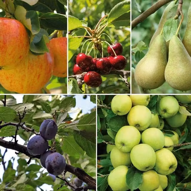 Thompson & Morgan Green Patio Fruit Tree Collection