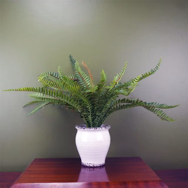 Botanik Premium Artificial Fern Grass in Green and White Potted Tabletop Plant H: 60 cm, W: 40 cm, D: 40 cm