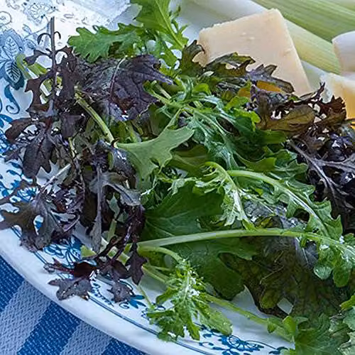 Thompson and Morgan Oriental Mustard Salad Leaves Vegetable Seeds, 400 Seeds – 2