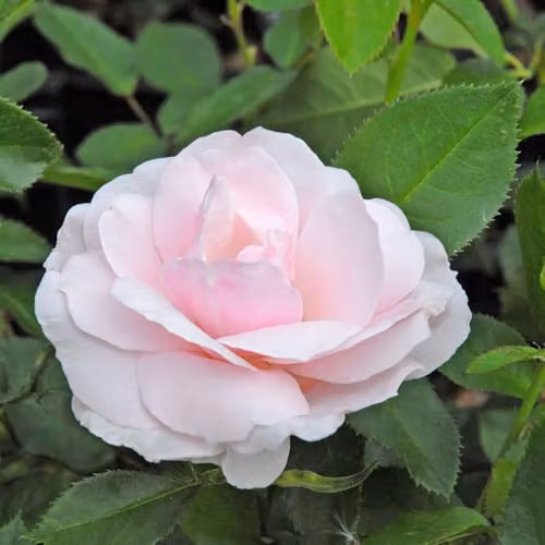 Thompson & Morgan Rose Many Happy Returns Floribunda Bush with 2 Bare Roots and Pale Pink Fragrant Blooms – 1
