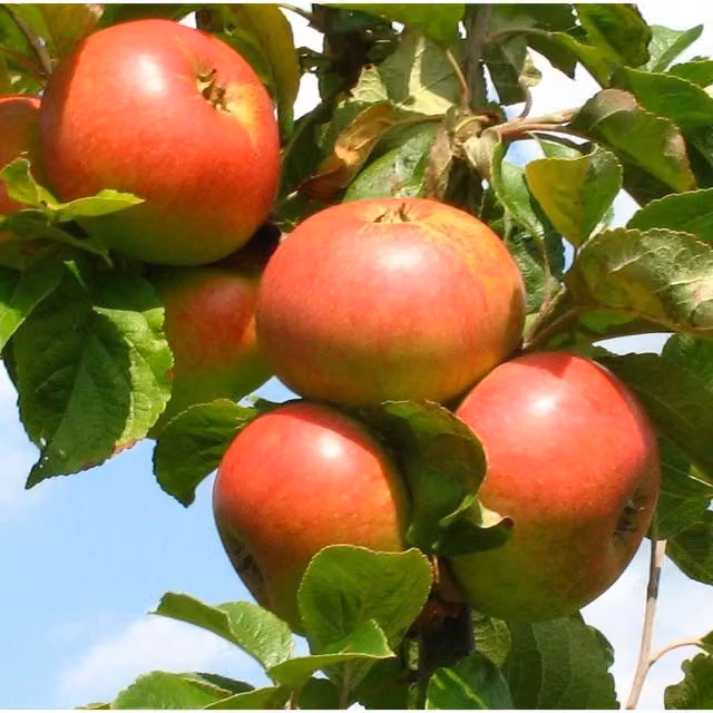 Direct Plants James Grieve Dwarf Apple Fruit Tree with Pot, Green