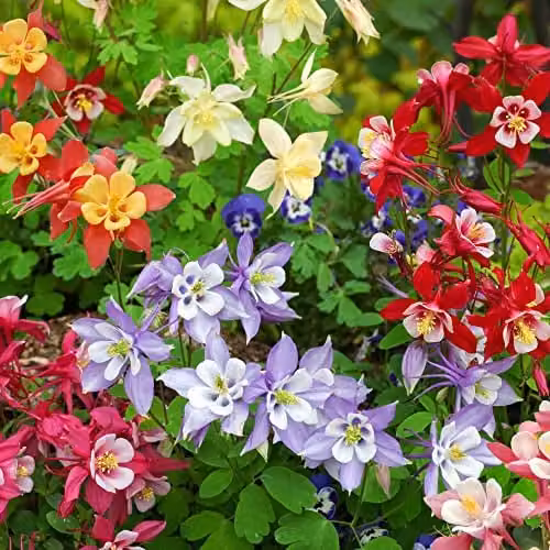Thompson & Morgan Aquilegia Mrs Scott-Elliott Colour Mix Hardy Perennial Garden Ready Plants, Pack of 24