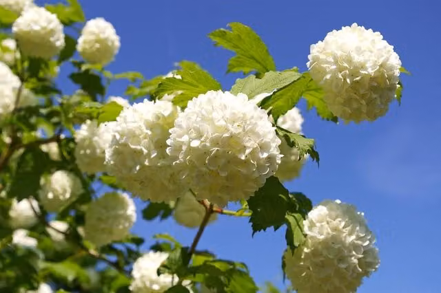 Direct Plants 3x Viburnum Opulus Roseum Snowball Ornamental Trees, White, 3-4ft, in 3 Litre Pots