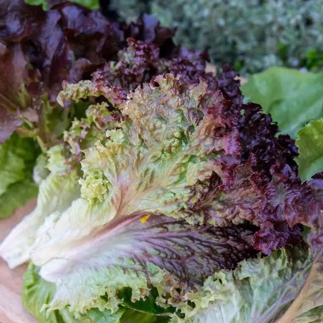 Marshalls Lollo Rossa Lettuce Seeds, Crimson-edged Vegetable Seeds (Approx 300 seeds)