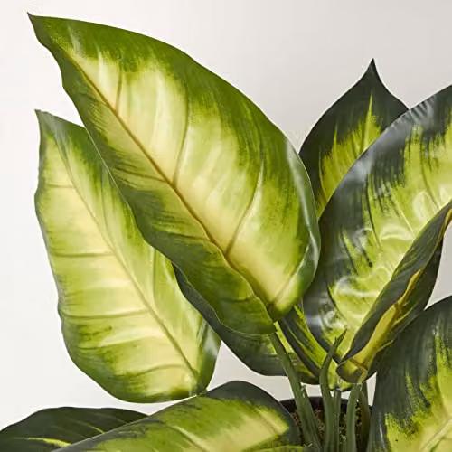 Homescapes Green Artificial Dieffenbachia Dumb Cane Plant in a Black Pot, Height: 50 cm – 3