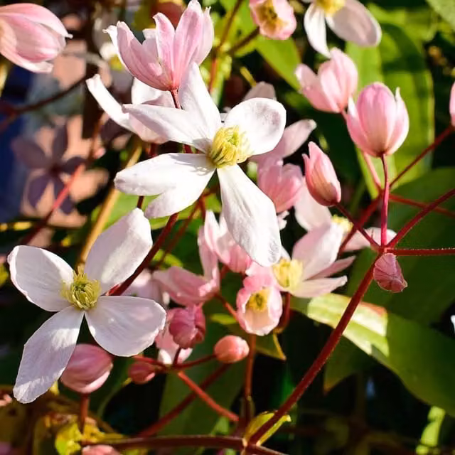 Thompson & Morgan Clematis Armandii Apple Blossom Potted Climber Plant, Green and Pink