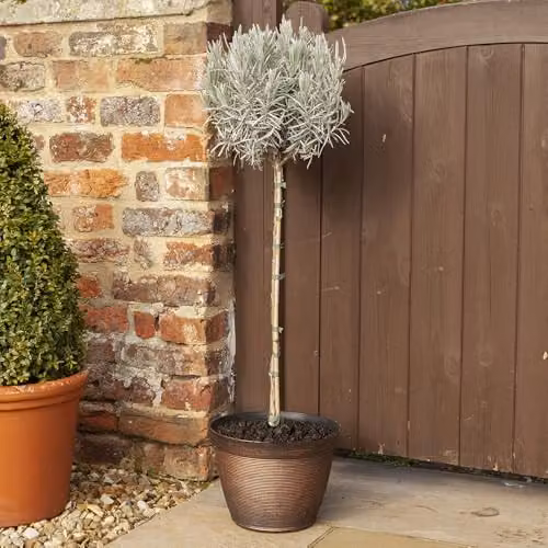 YouGarden Lavender Munstead Established Standard in 3L Pot, Purple and Green Summer Flowering Perennial Plant