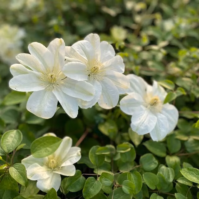 Plants By Post Clematis Guernsey Cream Climber, White and Yellow, Spring and Summer Flowering Outdoor Ornamental Plant