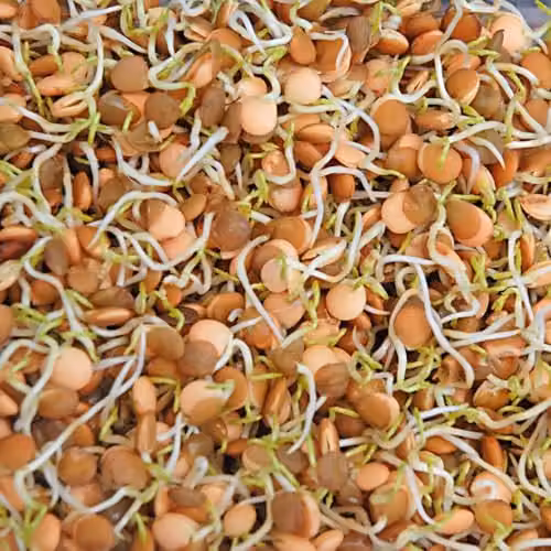 Thompson & Morgan Brown Lentil Sprouting Seeds (Lens culinaris)