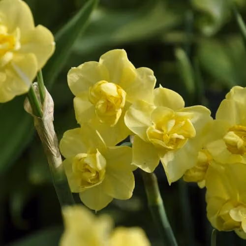 YouGarden Narcissus Yellow Cheerfulness Bulbs, Pack of 15 – 3