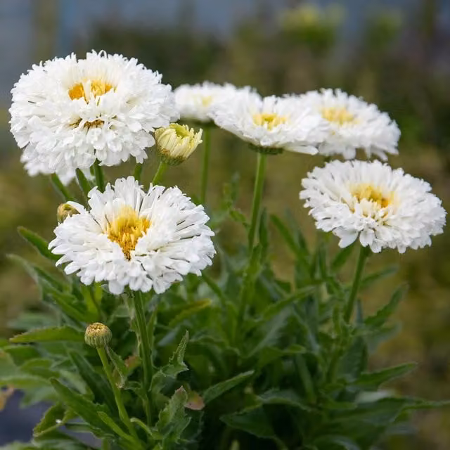 Marshalls Garden Leucanthemum Real Snowball White Perennial Daisy
