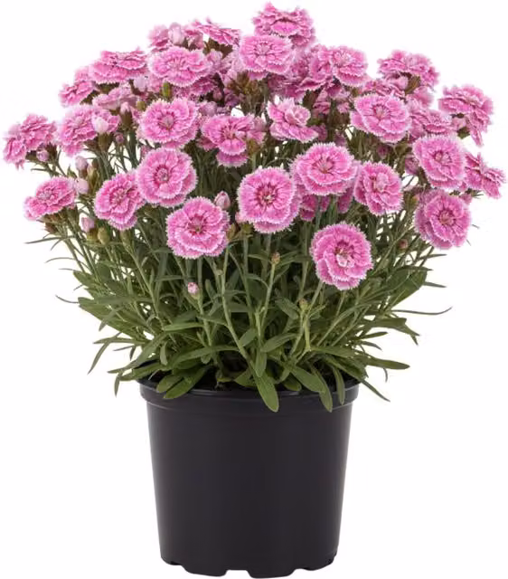 Plants By Post Dianthus Pink Kisses Fragrant Two-tone Pink Ornamental Outdoor Shrub, 3 Pack