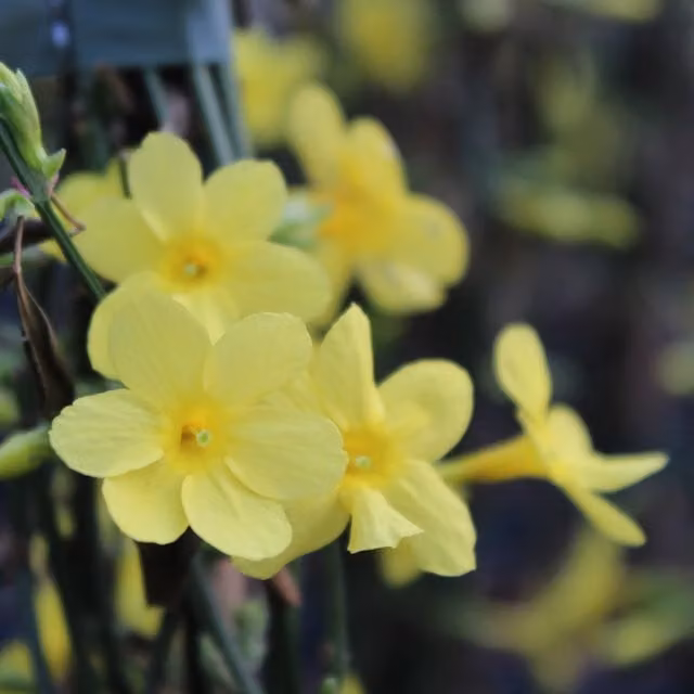 Plants By Post Jasminum Nudiflorum Yellow Climbing Shrub