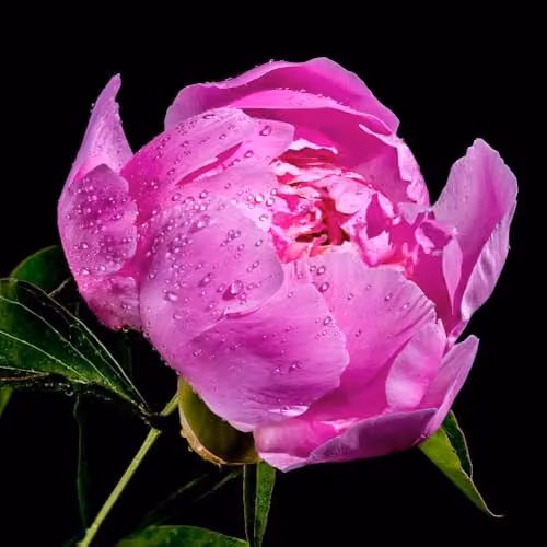 Thompson & Morgan Tree Peony Purple Large Double Flowering Ornamental Shrub, 2 x 12cm Pots – 2