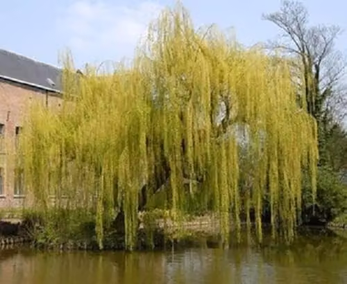 Direct Plants Salix Chrysocoma Weeping Willow Ornamental Tree, Yellow and Green, 182.88 cm Tall, Supplied in a 12 Litre Pot