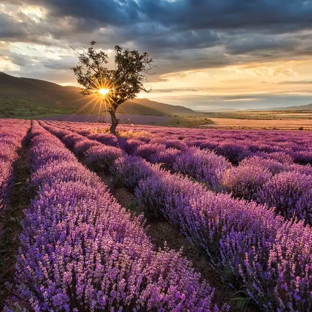 Lavender In The Provence Purple Floral Wall Mural
