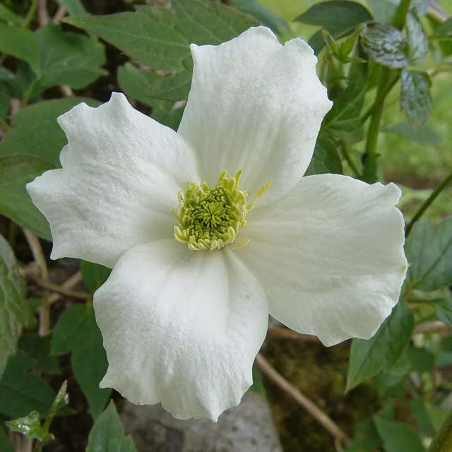 Plants By Post Clematis montana Alba White Climbing Ornamental Garden Plant