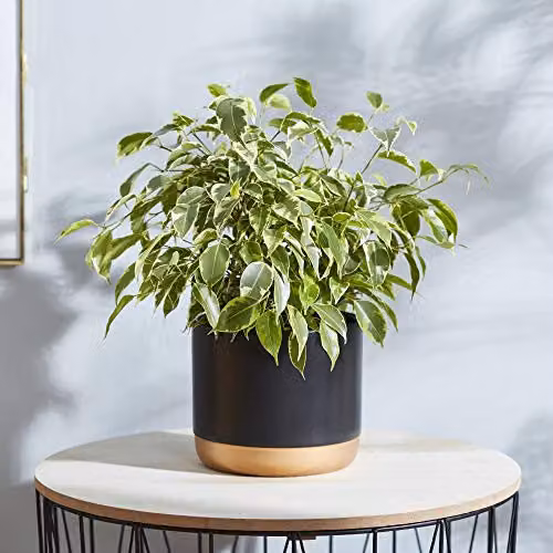 Thompson and Morgan Ficus Benjamina Weeping Fig Indoor Plant with Green Evergreen Foliage in a 12cm Pot – 3