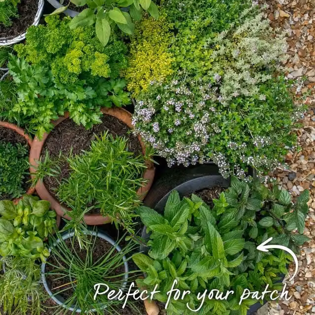 Marshalls Garden Mint (Mentha) Perennial Herb Plant, Green, 9cm Pot
