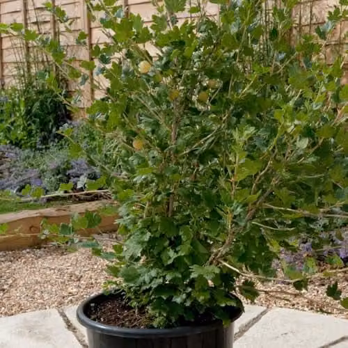 Thompson & Morgan Gooseberry Invicta Berry Bush, 2 Litre Pot – 3