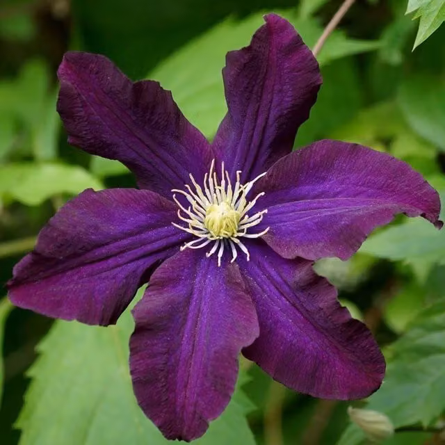 Plant Theory Clematis Romantika Burgundy Flowering Climbing Vine, Purple and Green