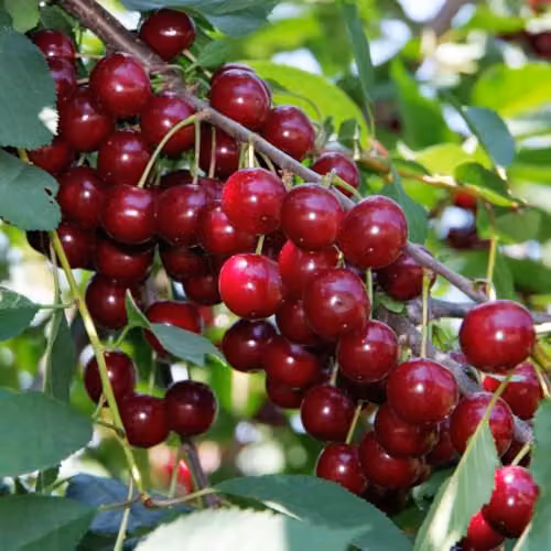Thompson & Morgan Stella Cherry Tree, Self-Fertile Dessert Fruit Tree, 2 x 12 Litre Pots – 2